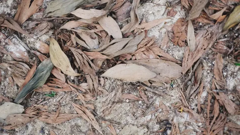 Dusty villa patio with accumulated sand, dust, and leaves on stone tiles before cleaning